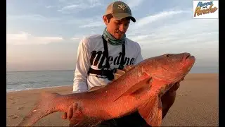 PESCA de PARGO INMENSO desde la playa (PELEA COMPLETA) - SURF FISHING - Ep. 12