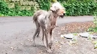 From Fear to Love: Nazlı’s Incredible Rescue Journey
