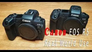 Canon EOS R5 | Real World Use | Testing Animal Track