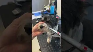 Biewer yorkshire face trim