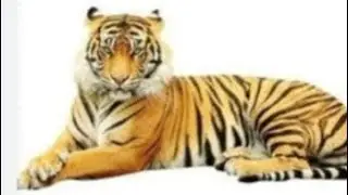 10 lines on Tiger 🐅