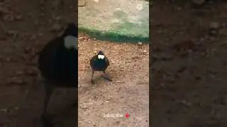 Struggling with Some food shorts | Bird Struggling to eat some food