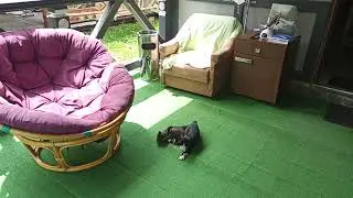 Котята Микуличин