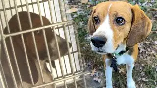 Lab breeding dog becomes lap dog: Franny (4,000 beagles)
