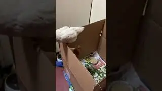 Цыплятам 1,5 месяца