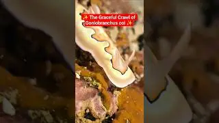✨ The Graceful Crawl of Goniobranchus coi ✨