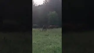 ВОЖАК ТАБУНА ДИКИХ ЛОШАДЕЙ ГОНИТ ОТ ЛЮДЕЙ