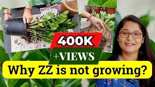 🔴7 TIPS TO GROW HEALTHY ZZ PLANT, WATERING, LOW LIGHT, LEAF PROPAGATION & CARE 