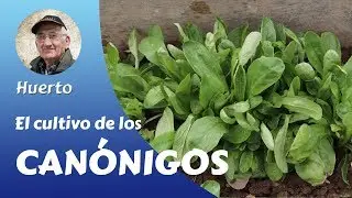 𝗖𝗔𝗡𝗢𝗡𝗜𝗚𝗢𝗦: THE COMPLETE CULTIVATION OF CANONIGOS