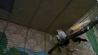Japanese finches and Canaries.