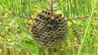Дикие осы делают улий//  wild wasps do uly 1080р