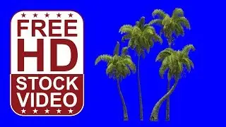 Free Stock Videos - coconut palms with wind effect on blue screen 3D animation