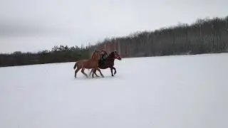 Рута и Барс3