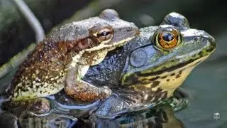 Frogs Croaking Tadpoles Tiny Toads FYV