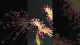 Madagascar sundew catches a fly #shorts