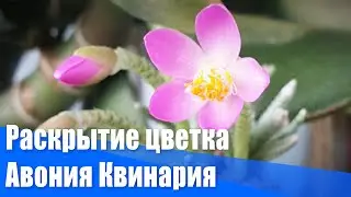 Раскрытие цветка Авония Квинария