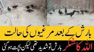 Barish k bad Murgion ki halat || Laper wahi ki gunjaish nai || Tips with Mr. R
