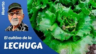 𝗟𝗘𝗖𝗛𝗨𝗚𝗔: como producir tus lechugas