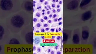 How to easily identify Mitotic Stages under Microscope?