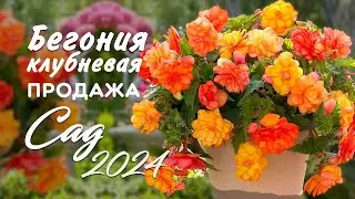 Бегония клубневая. Сезон 2024
