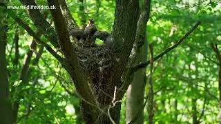 Júl 2024 - Myšiak hôrny (lat. Buteo buteo)