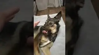 Щенок волка не даёт себя погладить! 