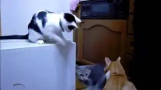 Лучшие приколы Котяра знатный тролль
