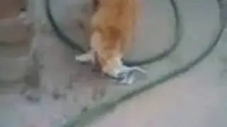 Прикол, кота переодели в зайца