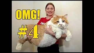 😸 Funny Cat Videos 2016 Part 4