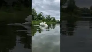 Лебедь 🦢 Леонид завораживает своей природной красотой 🙌🥰😍