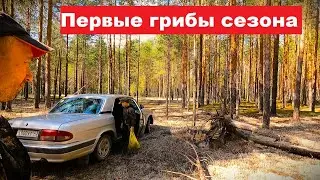 Первые ГРИБЫ сезона. О БЛОКИРОВКАХ, ЗАМЕДЛЕНИЯХ и где меня искать.