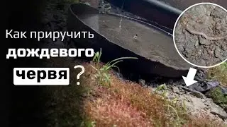 МЫ НАШЛИ ДОЖДЕВОГО ЧЕРВЯ И СОЗДАЛИ ДЛЯ НЕГО ТЕРРАРИУМ