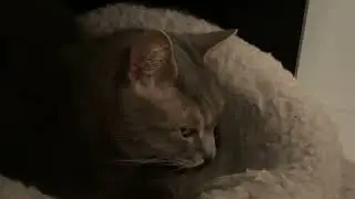 Rocky Kitty Mail!
