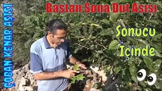 Dut Kalem Aşısı Nasıl Yapılır, Nasıl Tutturulur?
