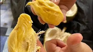 2024 Hasil Kebun Papacik Felda Sg Tekam