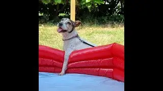 A tribute to Titch the dog