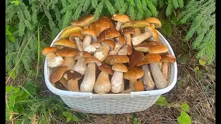 Porcini mushrooms are gaining momentum!!! Let's pick porcini mushrooms in August!!! Belarus 2021