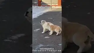 Щенки питомника ТИМЕРТАШ В питомнике есть доступные щенки +79048881825 viber whatsp www.timertash.ru