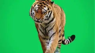 Green Screen Tiger Walking