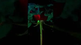 Rose day status no copyright material