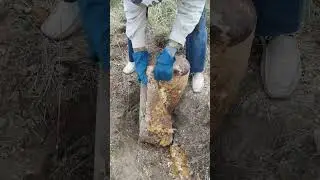 Нашли здоровенное чюдо-юдо 