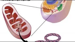 Mitochondrial DNA | Wikipedia audio article