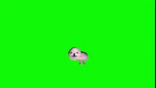 egg dog green screen (try your own crap i guess)