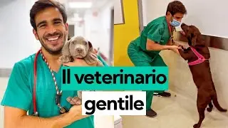 Il veterinario gentile che fa iniezioni a cani e gatti senza spaventarli