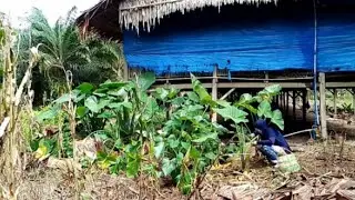 goreng talas pakai tepung||cara goreng talas||goreng talas