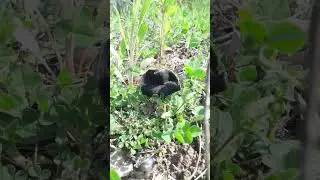 Весняна гельвела