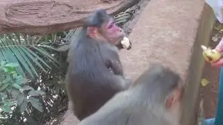 Гоа Кормление обезьян. Супер видео! Смотреть всем!)))