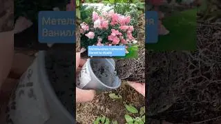 Удачное укоренение 👍Для меня это - победа 😀#гортензияметельчатая #укоренение #ваниллафрейз