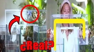 Este puente de Agua para Peces es REAL? - Mitos de Física al descubierto
