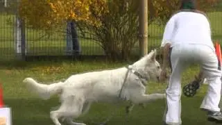 Longier- und Rally Obedience Training, Tessa 6-8 Monate